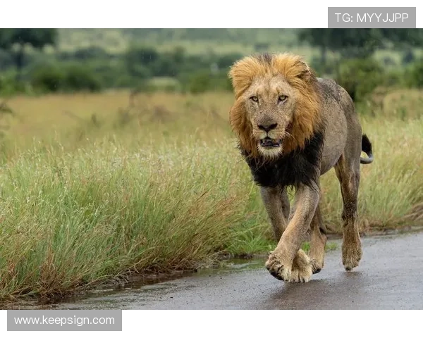 非洲雄狮崛起：揭示大草原背后的王者崛起与生态变革 - 副本 (5) - 副本